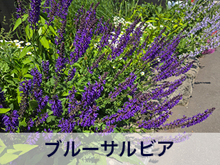 四宮造園 弊社の前庭