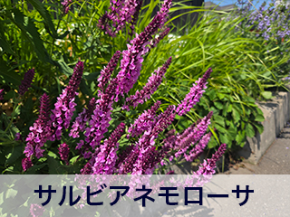 四宮造園 弊社の前庭