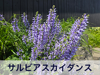 四宮造園 弊社の前庭