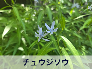 四宮造園 弊社の中庭
