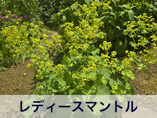 四宮造園 弊社の中庭