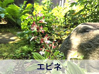 四宮造園 弊社の中庭