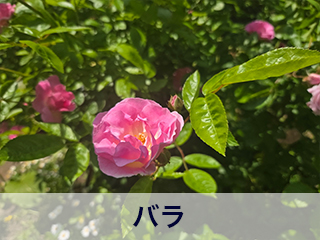 四宮造園 弊社の中庭