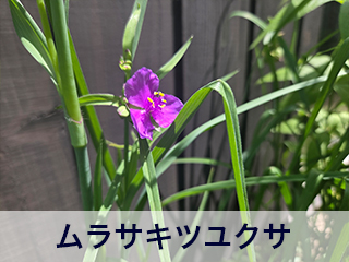 四宮造園 弊社の中庭