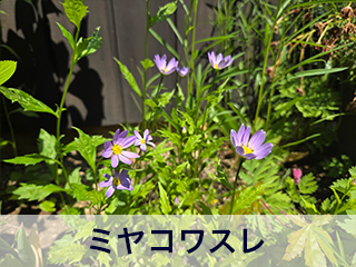 四宮造園 弊社の中庭