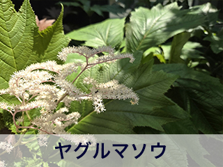 四宮造園 弊社の中庭