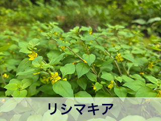 四宮造園 弊社の中庭