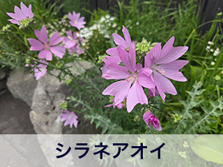 四宮造園 弊社の前庭