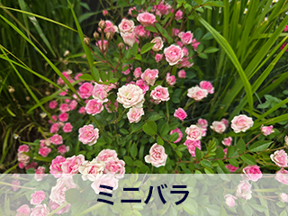 四宮造園 弊社の前庭