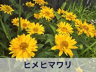 四宮造園 弊社の前庭