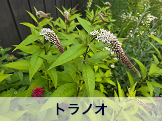 四宮造園 弊社の前庭