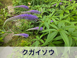 四宮造園 弊社の中庭