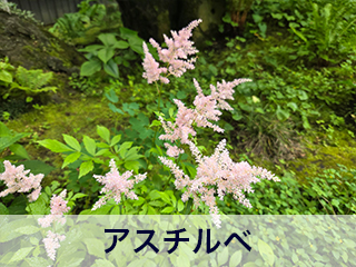 四宮造園 弊社の中庭