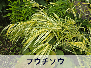 四宮造園 弊社の中庭