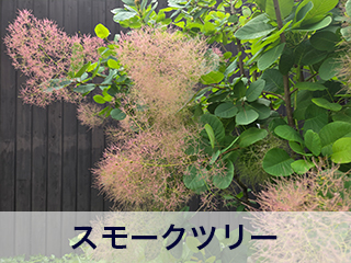 四宮造園 弊社の中庭