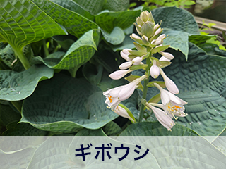 四宮造園 弊社の中庭