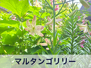 四宮造園 弊社の中庭