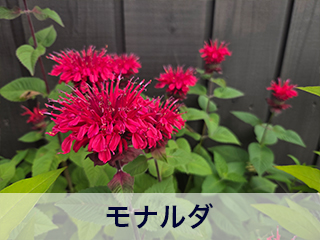 四宮造園 弊社の前庭