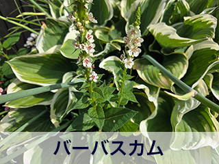 四宮造園 弊社の前庭