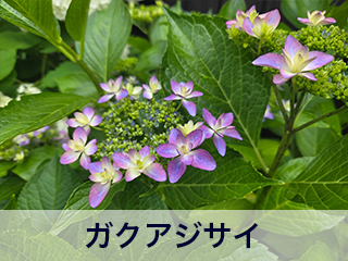 四宮造園 弊社の中庭