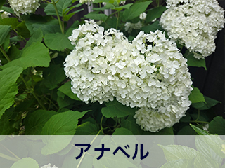 四宮造園 弊社の中庭