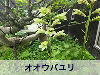 四宮造園 弊社の中庭