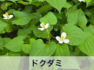 四宮造園 弊社の中庭