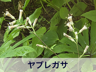 四宮造園 弊社の中庭