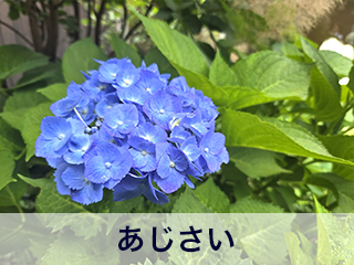 四宮造園 弊社の中庭