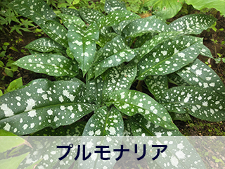 四宮造園 弊社の中庭
