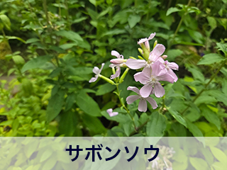 四宮造園 弊社の中庭