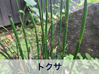 四宮造園 弊社の中庭