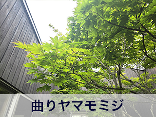 四宮造園 弊社の中庭
