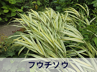 四宮造園 弊社の中庭