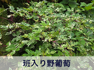 四宮造園 弊社の中庭