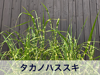 四宮造園 弊社の前庭